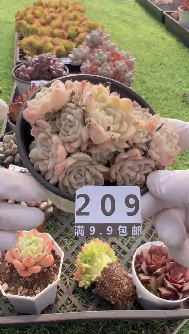 【闪购商品】信福多肉一物一拍