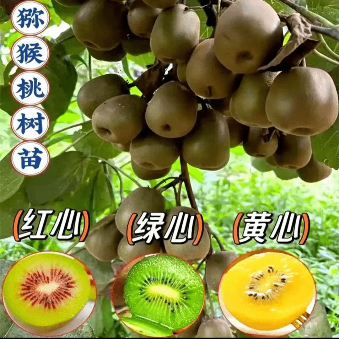 嫁接猕猴桃苗南北方阳台小院盆栽高杆爬藤1