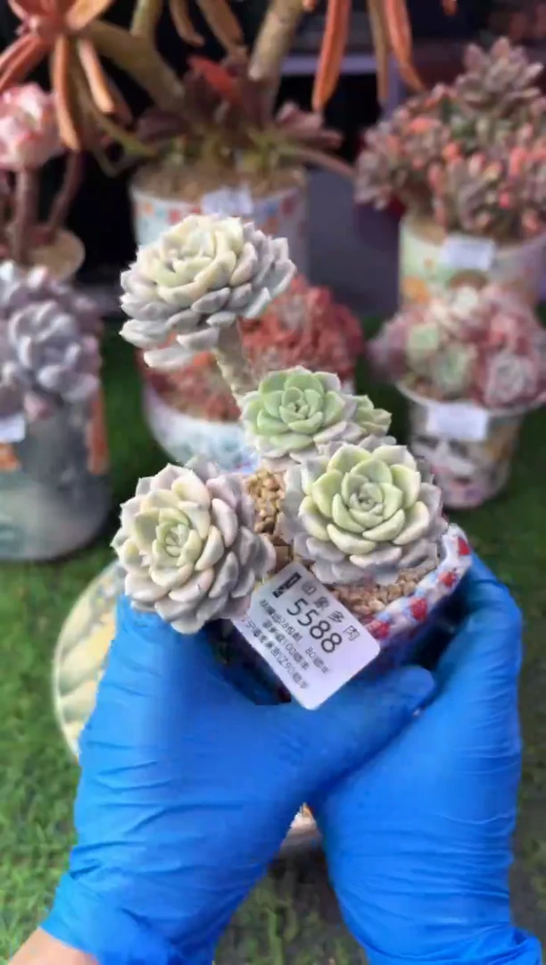 昆明印象多肉5588