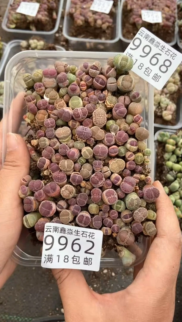9968特价紫色切糕微瑕量拍