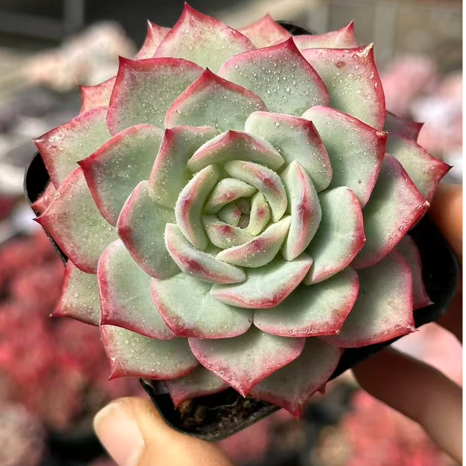 7#听雨多肉植物     前男友精品多肉 sm0054