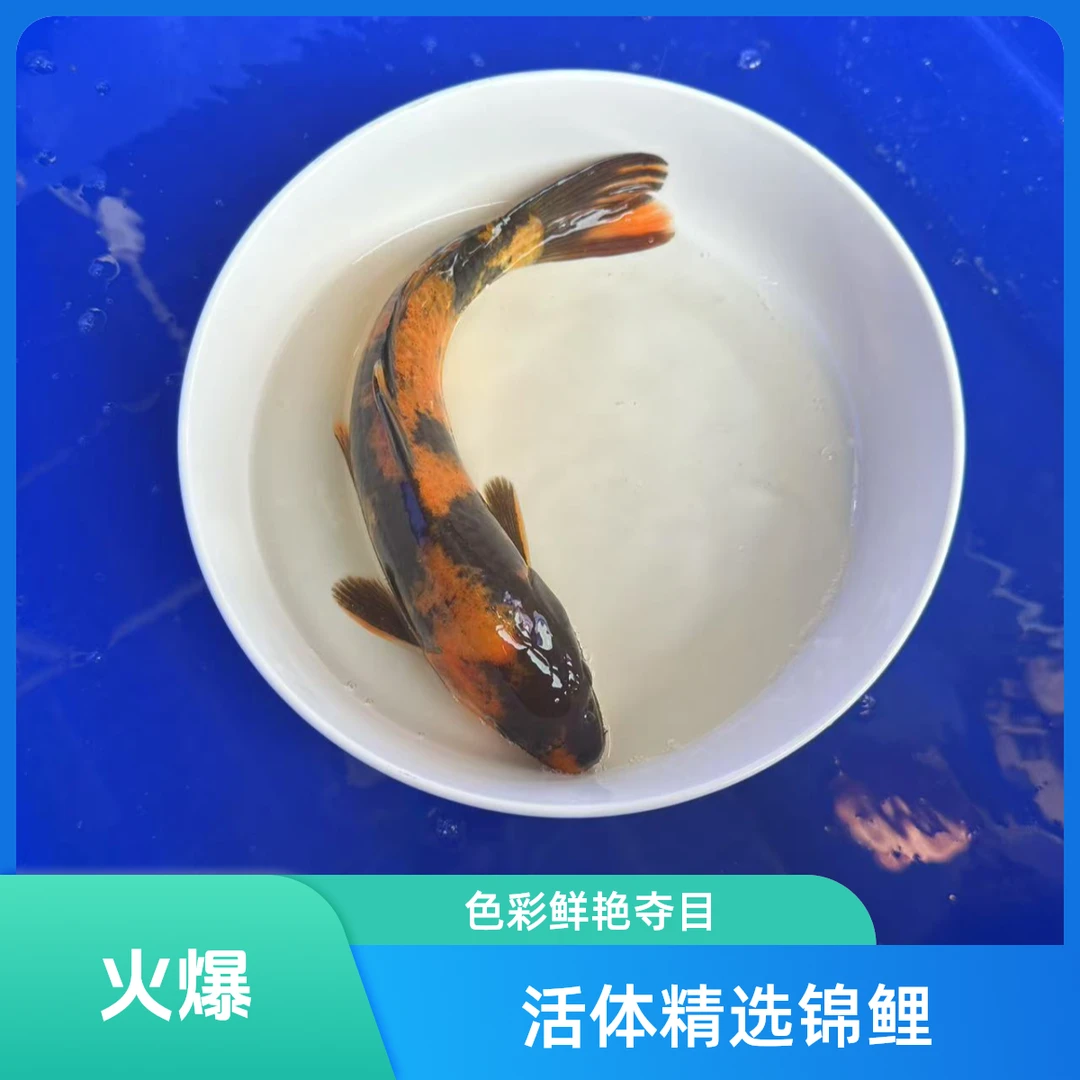 鸿锦源观赏鱼【锦鲤】冷水鱼