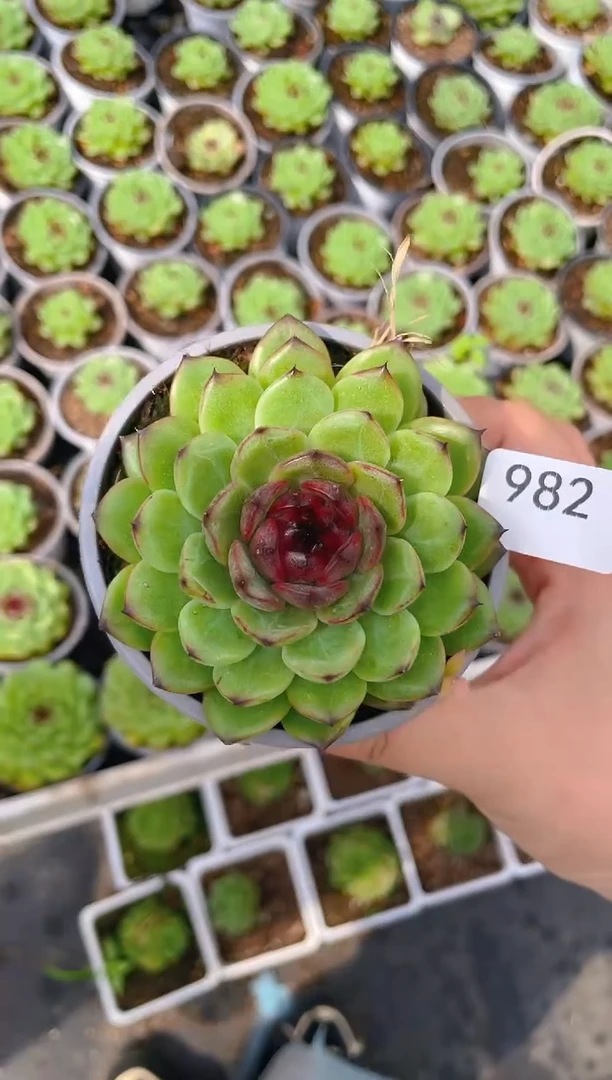 982迷雾森林     量拍1颗