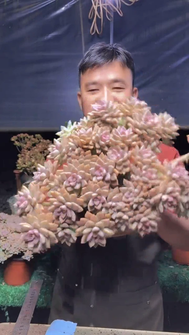 247淡雪缀化一物一拍