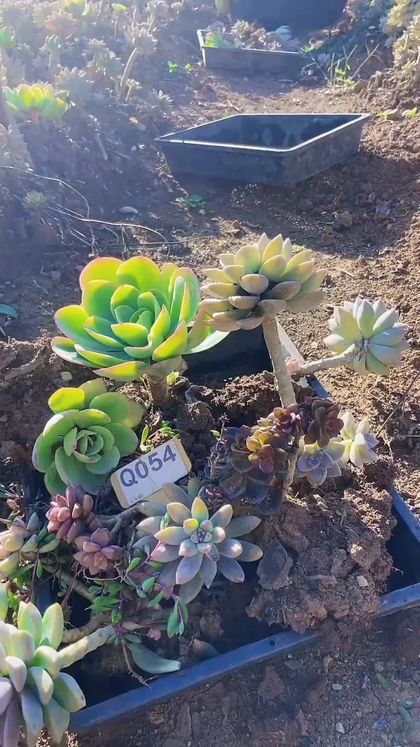 Q054地拍多肉枝头组合默认脱土发货