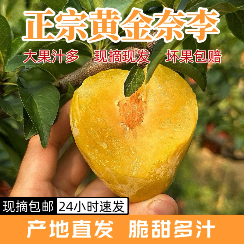 正宗湖南汝城黄金奈李新鲜李子现摘现发应季水果甜脆多汁脱骨