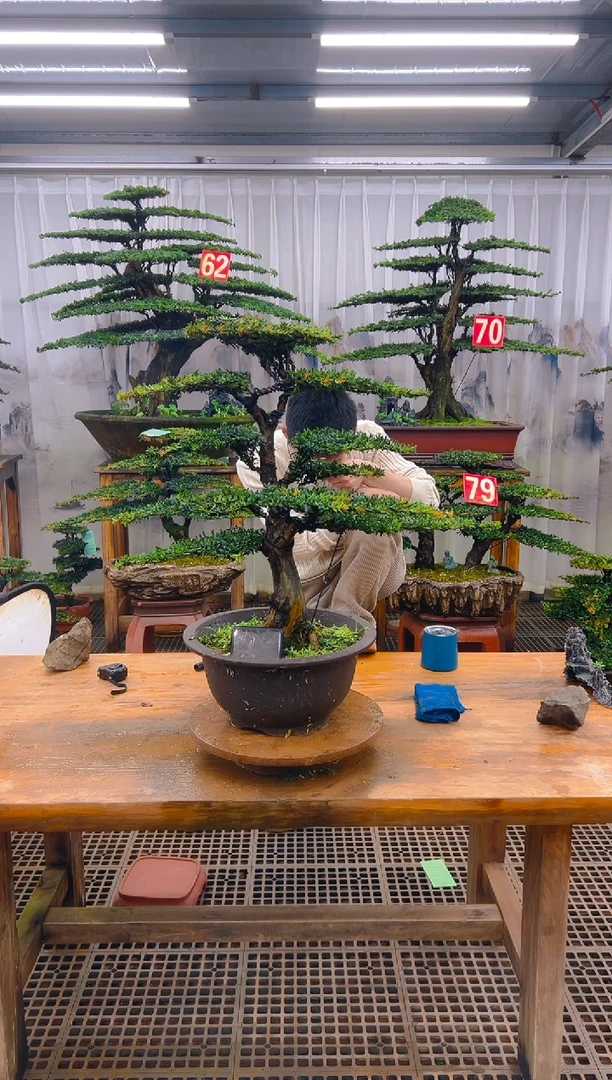 无花朵精品盆景直播间一物一拍