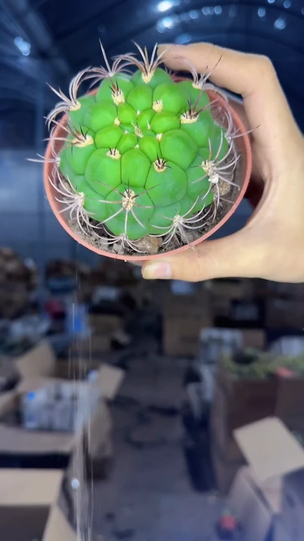 实生根 新天地 8-11cm