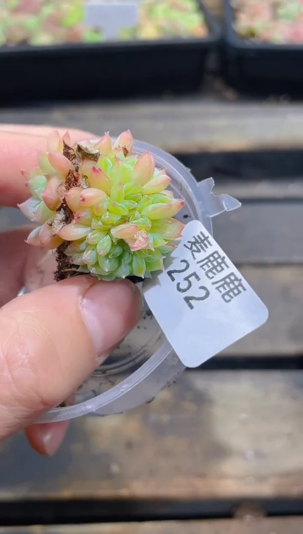 252冰龙缀化       量拍1颗