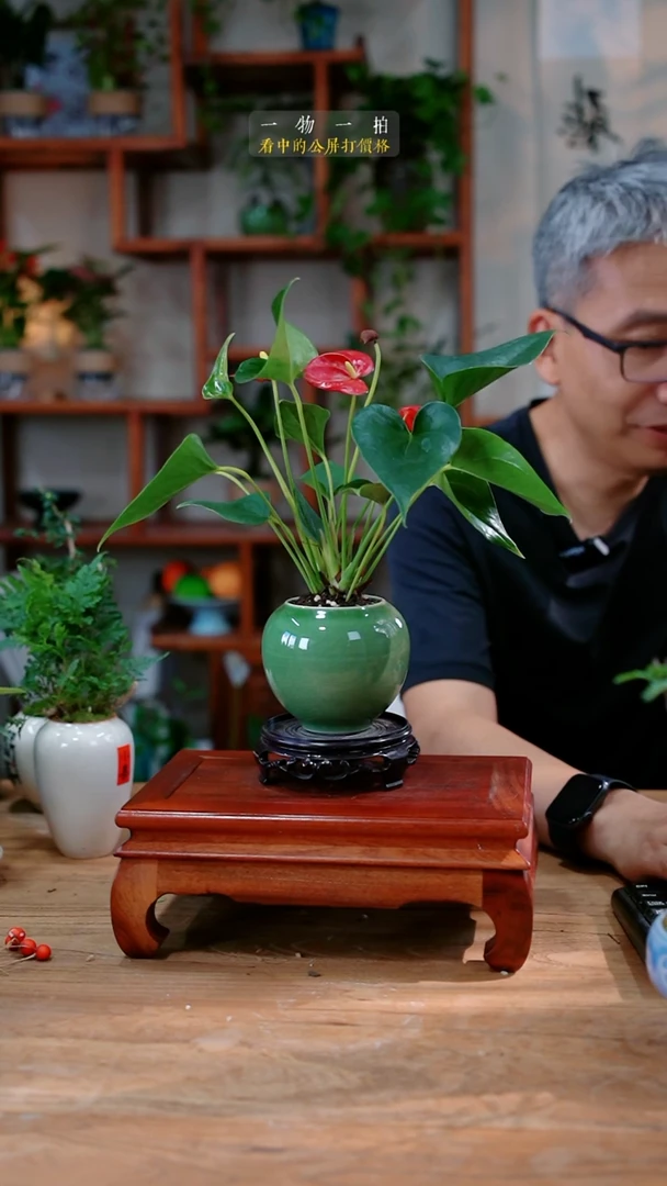 不开花植物繁**物红掌947