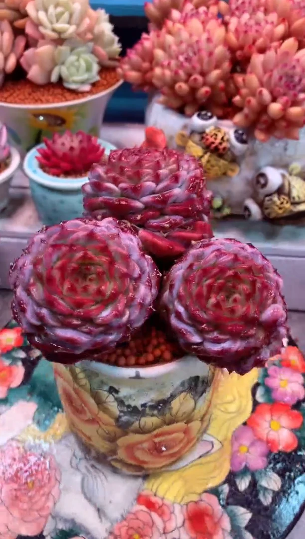 五头紫石榴049G（一物一拍，精品多肉，w所见即所得 ）