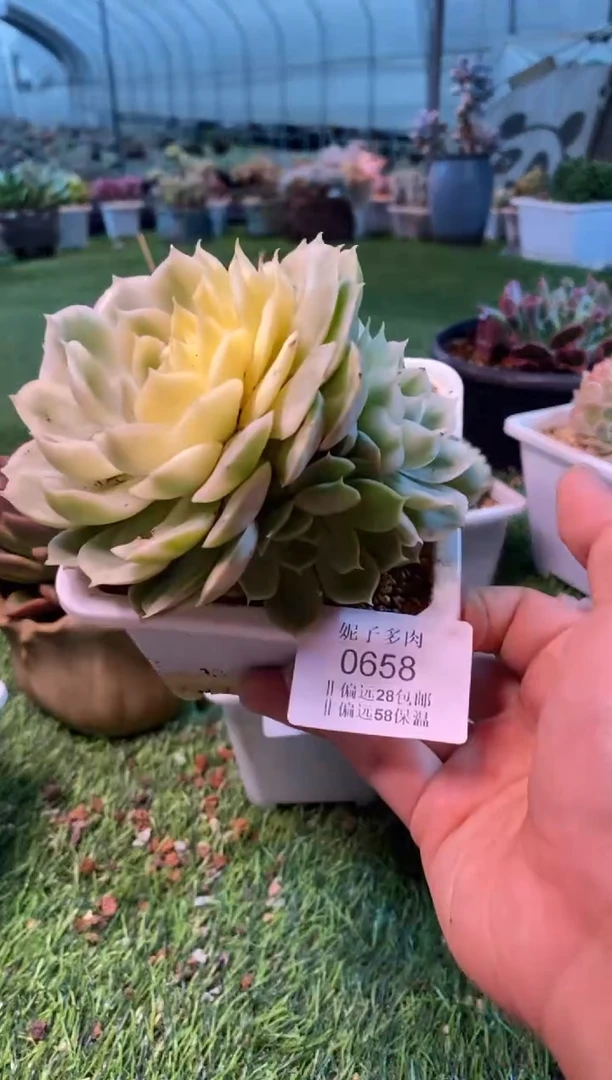 0658（满28包邮发货）