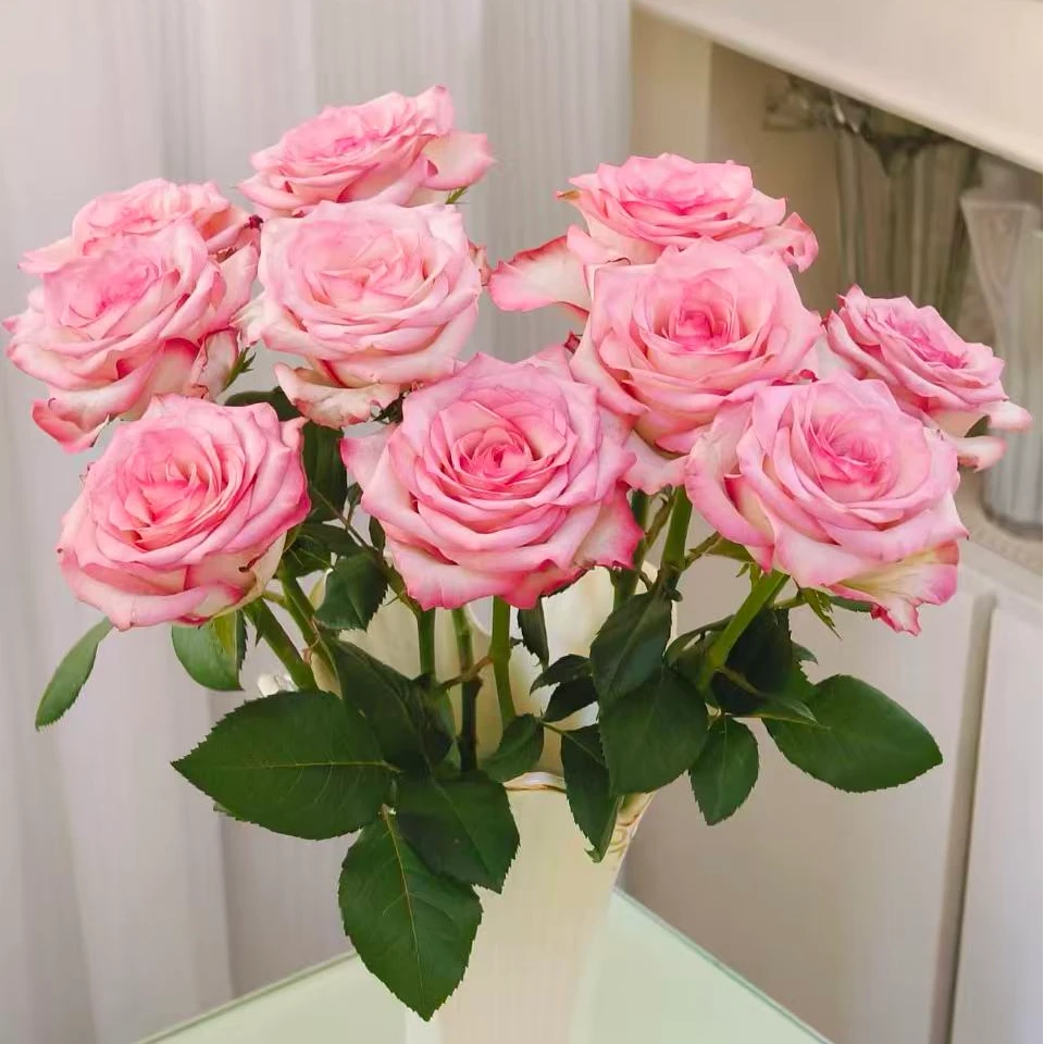 【美杜莎玫瑰】云南基地直发，同一地址两单送配草，三单送园艺剪刀