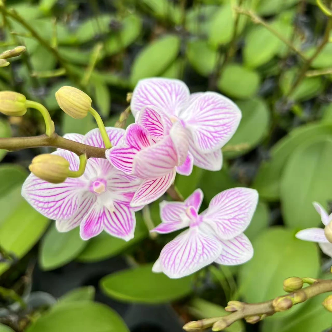 【小可爱】3.0寸杯大舌头 带花带花苞基地直发