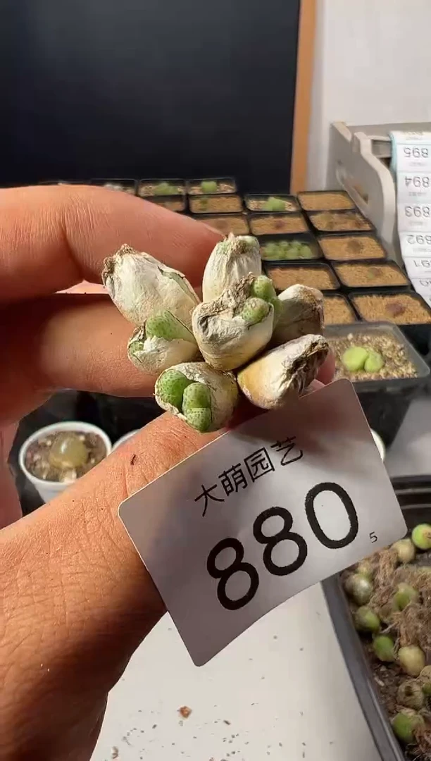 一物一拍          880