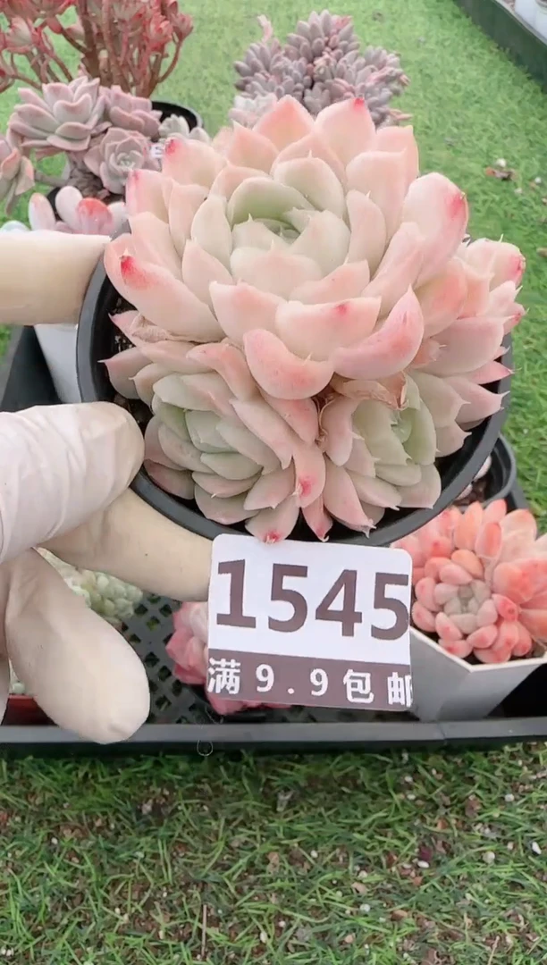 【闪购商品】信福多肉一物一拍