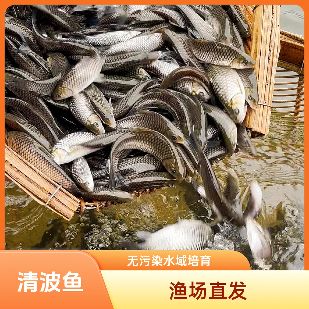 四川 清波鱼 淡水养殖