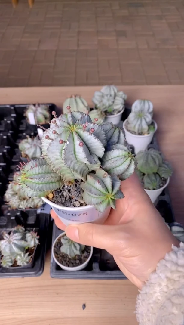 【闪购商品】魁伟玉FB-975