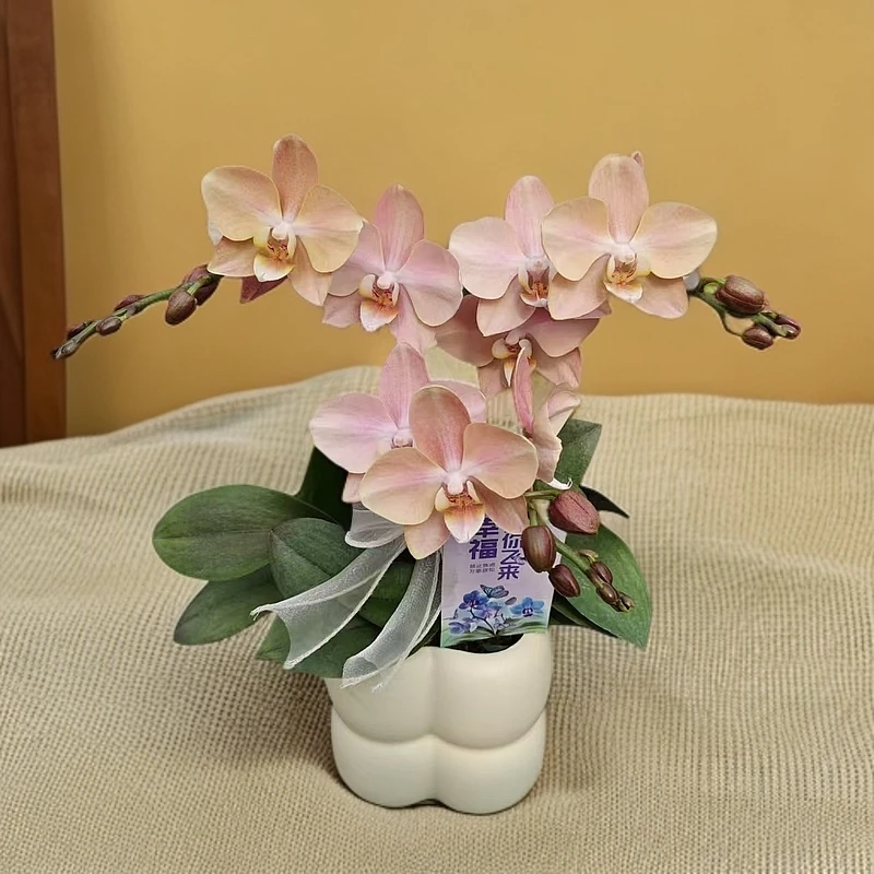蝴蝶兰【白纱】复古奶茶色 室内种植观赏送礼带花发货