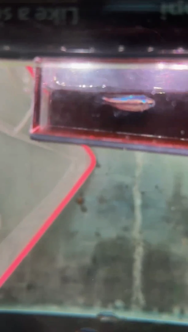 灯科鱼o****l幻彩蓝魔*1