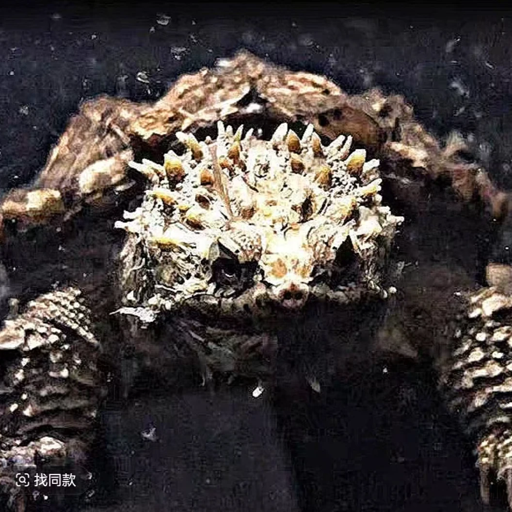 【直播精选】人工养殖观赏龟宠物龟