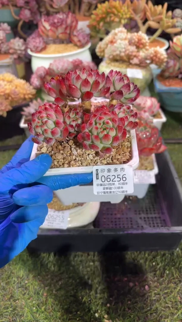 【闪购商品】06256