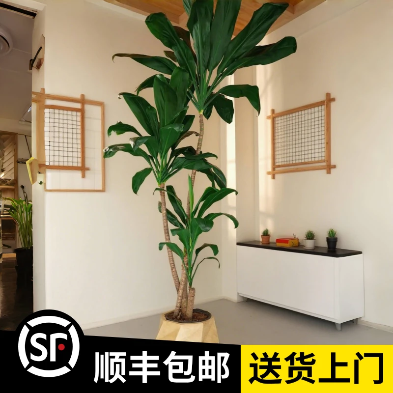 【青叶铁】A高度180CM（顺丰包邮）室内大型植物客厅落地造型观叶绿植