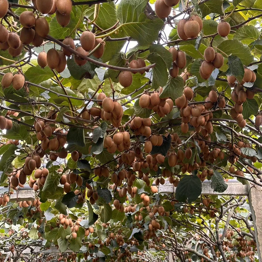 【徐香】陕西徐香猕猴桃翠香陕西猕猴桃正宗陕西特产【普通快递】