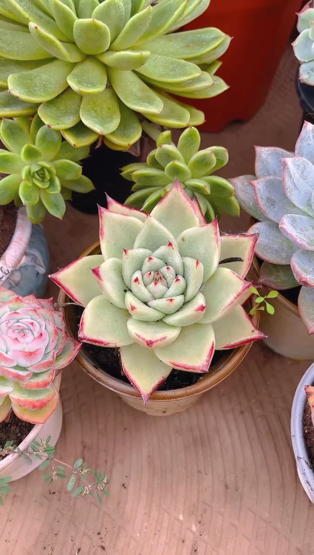 小****231131多肉植物一物一拍