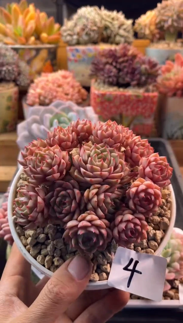 11.26-4苯巴蒂斯1111111111111