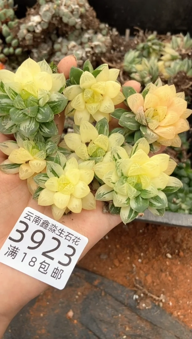3923特价苏州玉露锦有瑕疵发货1群量拍