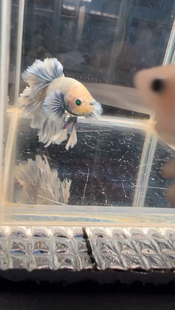 斗鱼斗鱼绣球大耳朵