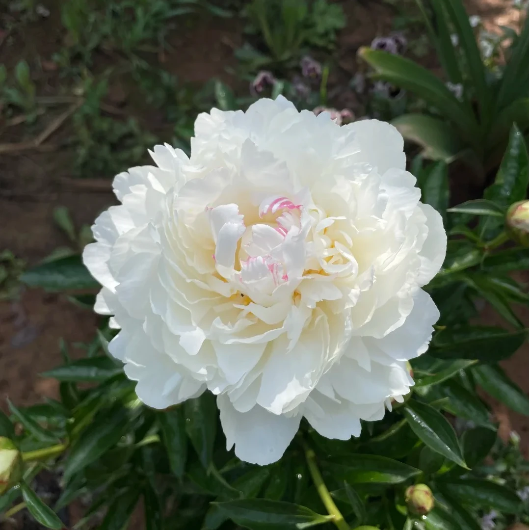 进口芍药花苗【奶油碗】菏泽基地直发-包对版