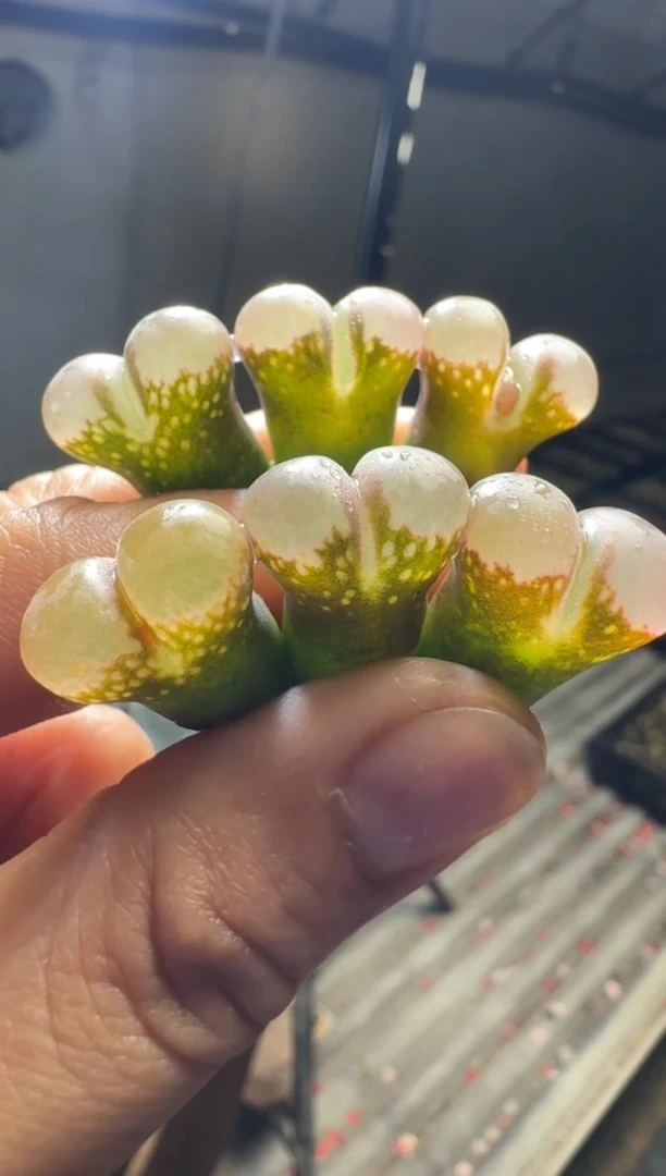 【闪购商品】17-42·pnsp风铃一颗