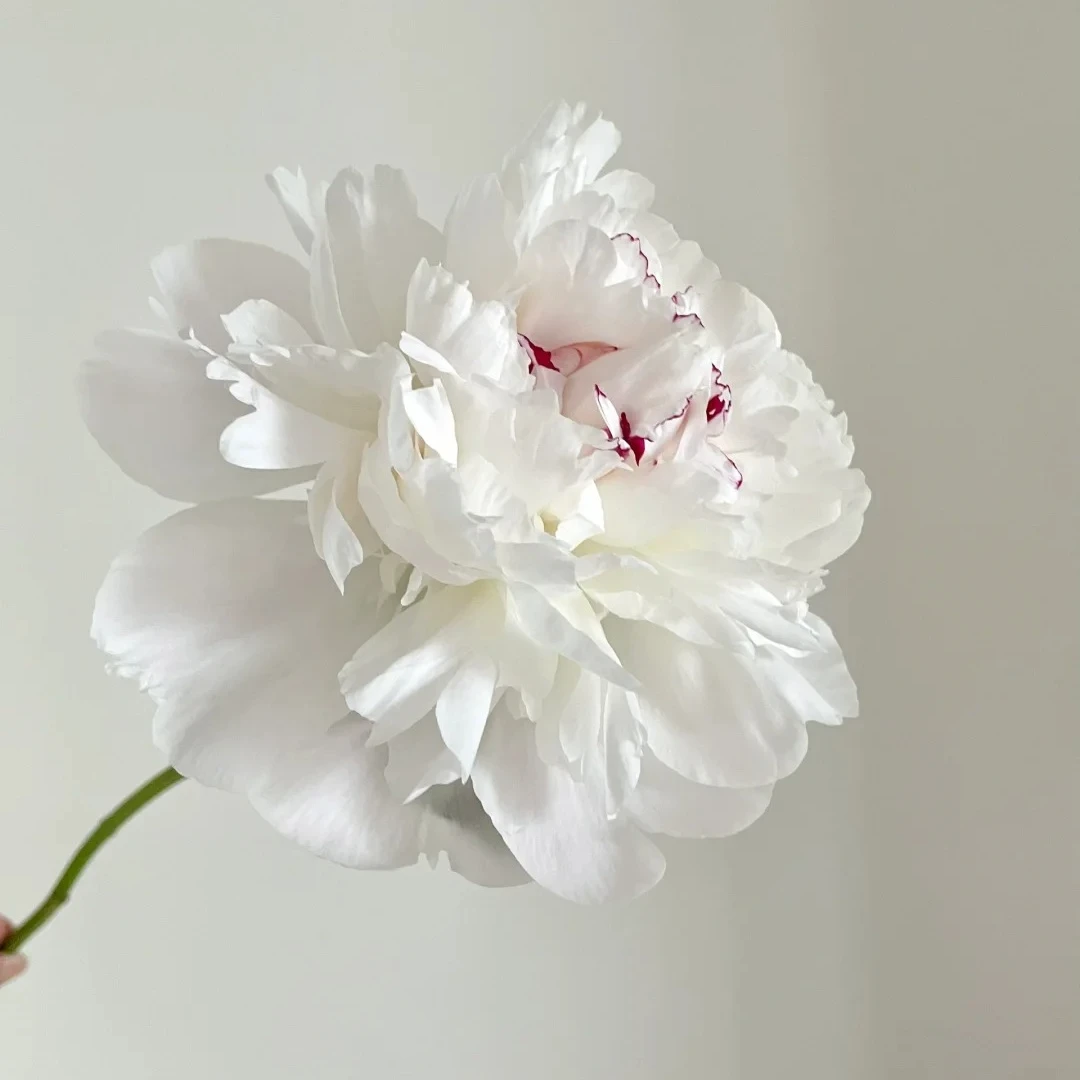 白色芍药 嘉年华 鲜切花基地直采直发~顺丰包邮