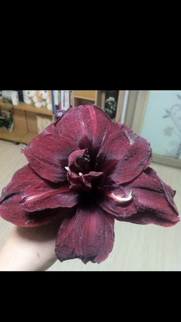 朱顶红绣球6厘米