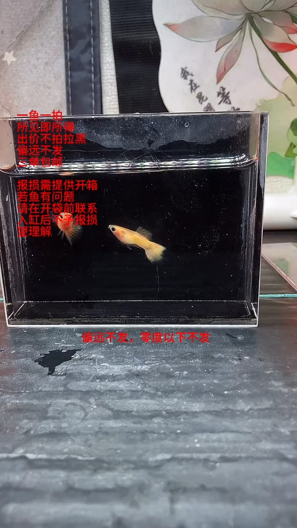 孔雀鱼孔雀鱼 18