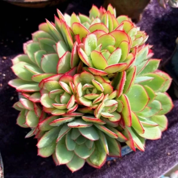 牡丹亭（多肉）整装 带盆带土手捧好看 新手必备 以直播实物为准