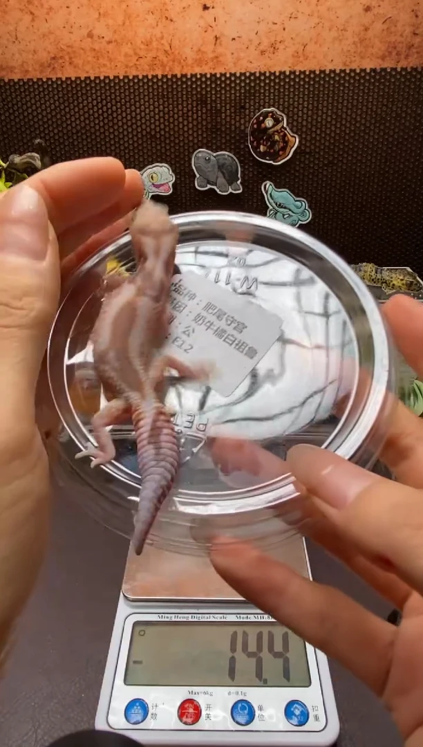 肥尾守宫 鳞与尾 Scale Tail 爬宠F12