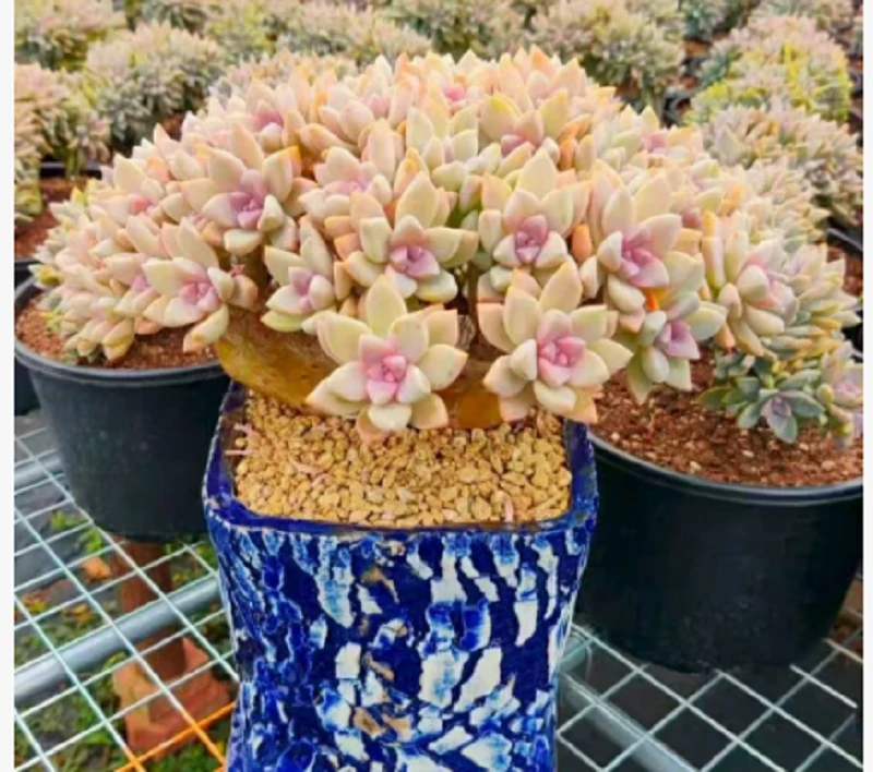 淡雪缀化 好种好养 瑕疵不售后 多肉绿植园艺种植多肉办公室