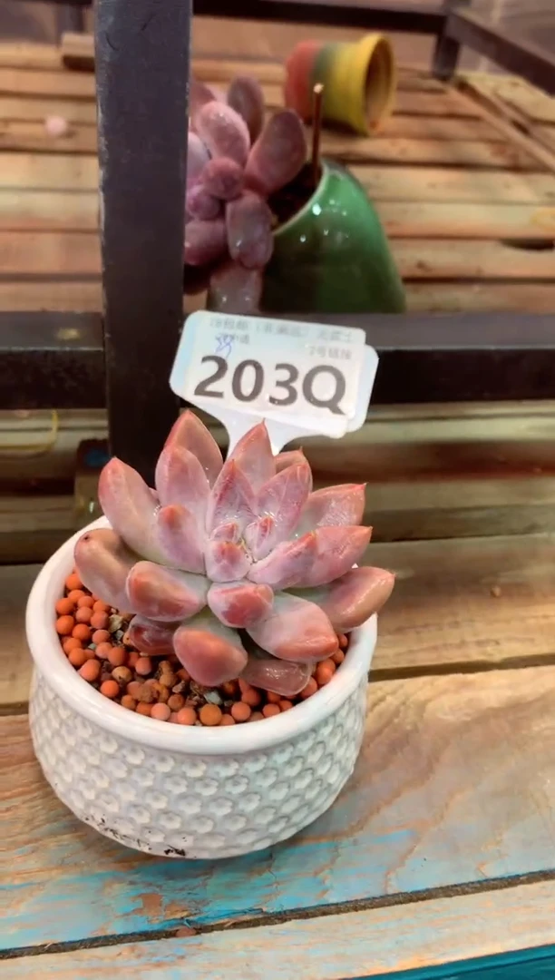 203Q（一物一拍，精品多肉，所见即所得 ）