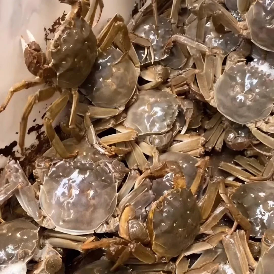 盘锦公河蟹 1~2两一只，10只，随机抓