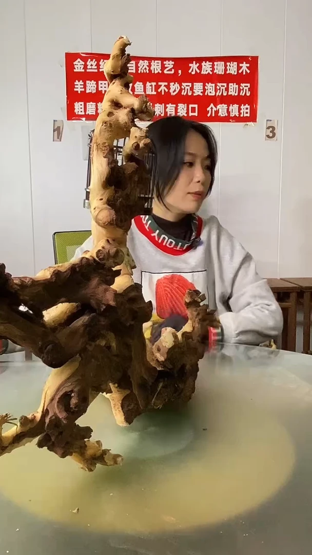 木无*金丝红木  羊蹄甲