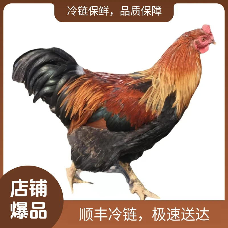240天全杂粮土鸡放养清远阉鸡农家散养