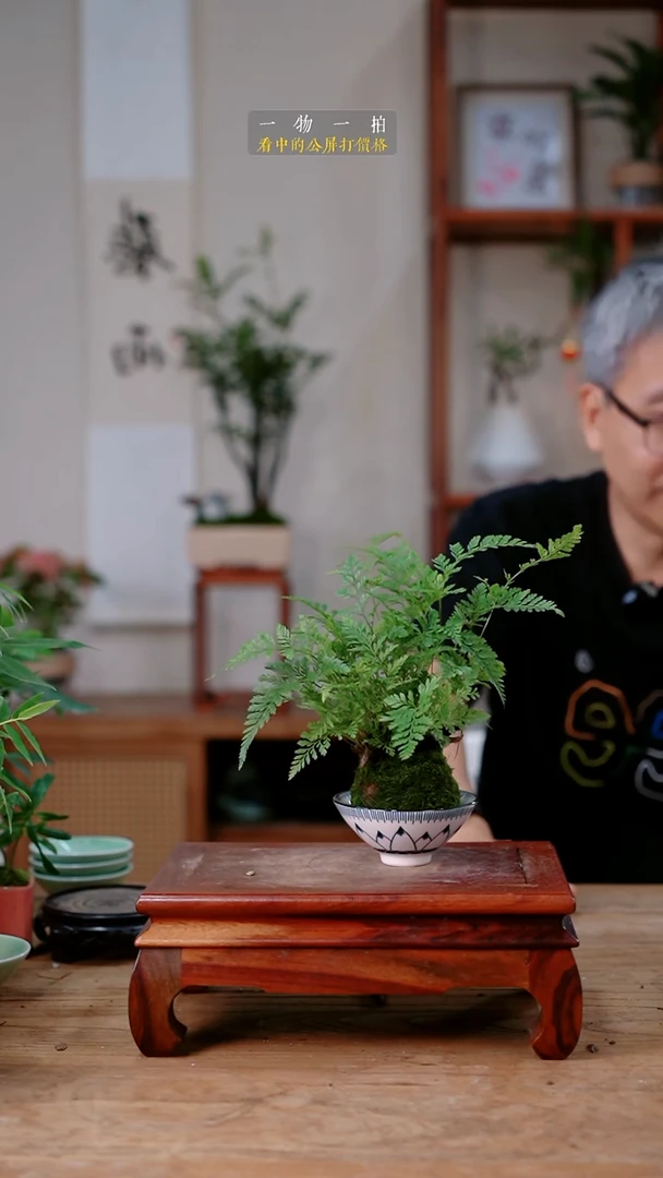 不开花植物小*盖狼尾蕨144