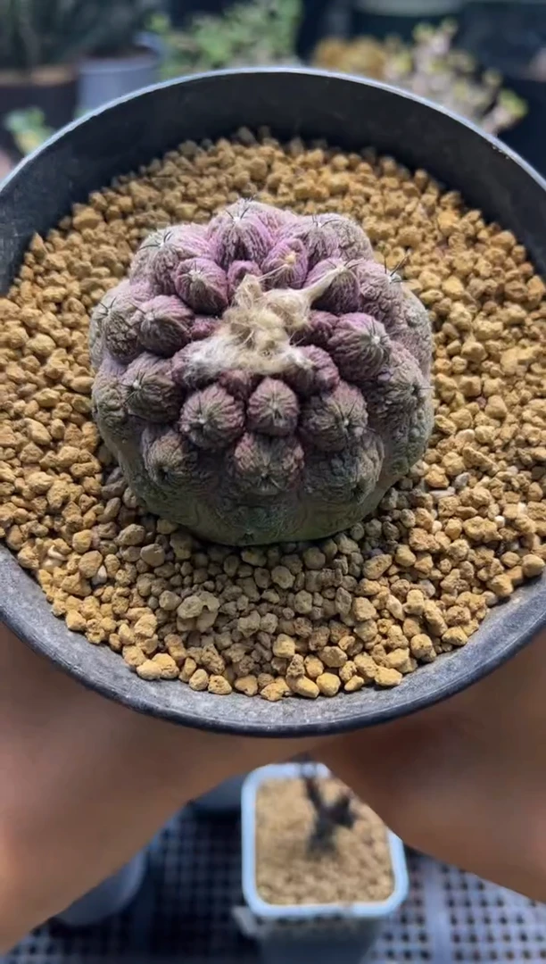 擒*皇擒专拍实生蜥蜴皮脱土