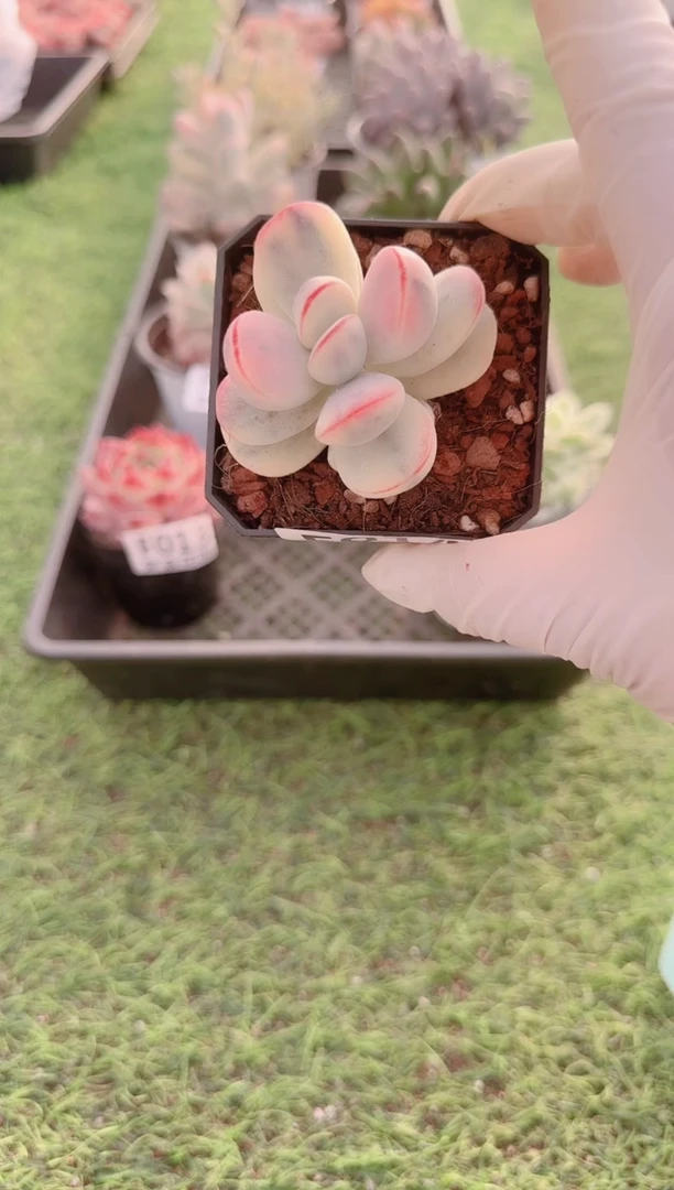 【闪购商品】梦会多肉一物一拍