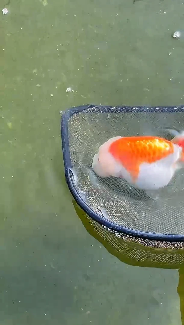 金鱼我***蕾水娃娃观赏鱼兰寿金鱼  不包邮