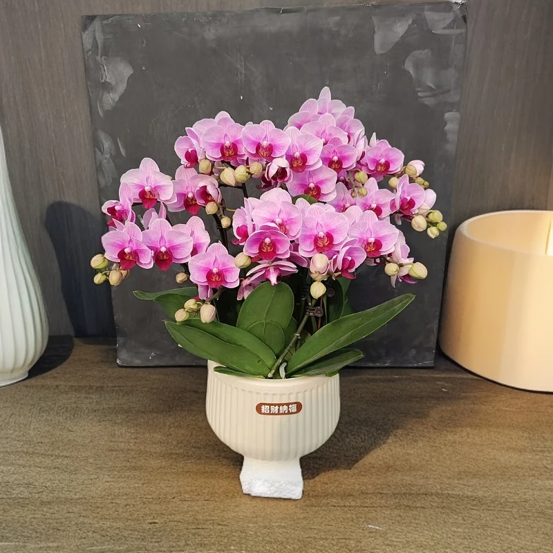 【宝贝】淡粉色系桌面款蝴蝶兰室内种植观赏送礼带花发货