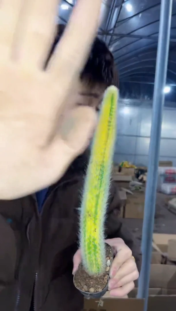 【闪购商品】九尾狐自然锦